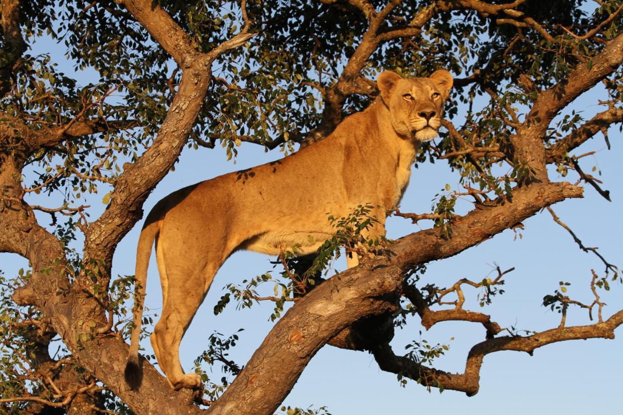 Sungulwane Private Game Lodge Hluhluwe Exteriör bild
