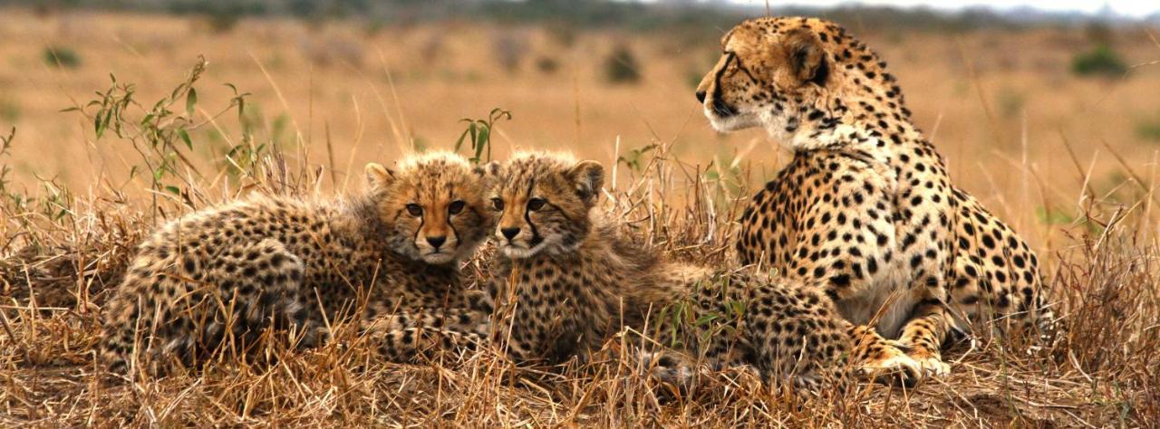 Sungulwane Private Game Lodge Hluhluwe Exteriör bild