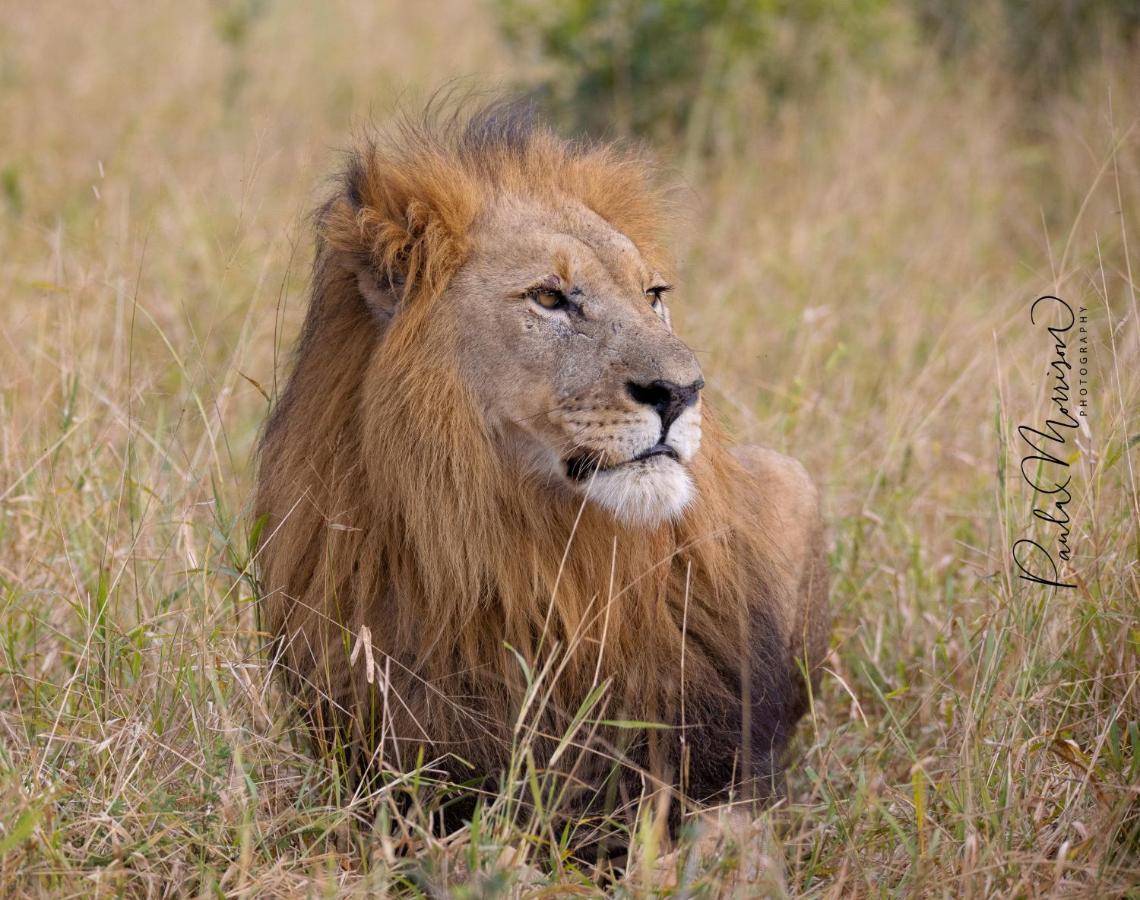 Sungulwane Private Game Lodge Hluhluwe Exteriör bild