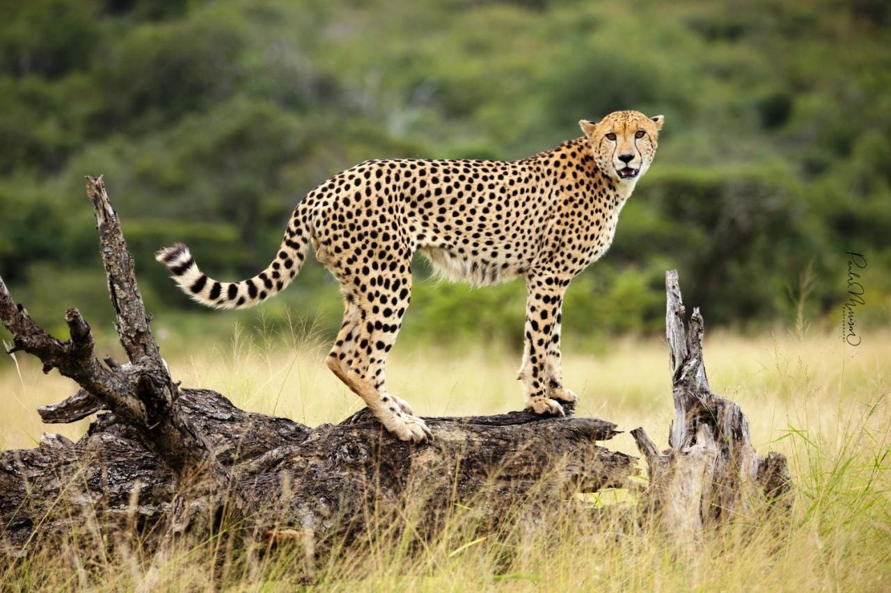 Sungulwane Private Game Lodge Hluhluwe Exteriör bild