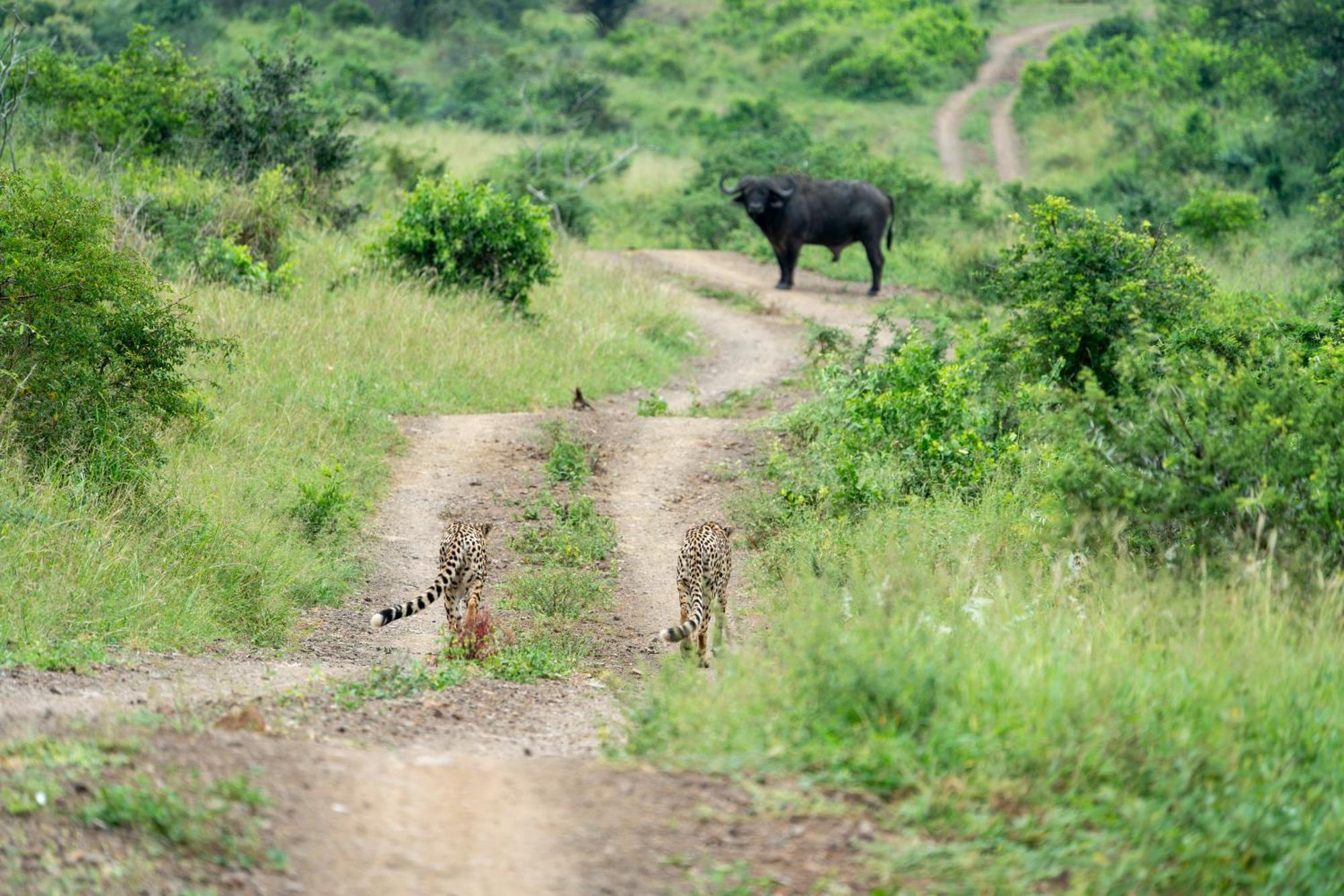 Sungulwane Private Game Lodge Hluhluwe Exteriör bild